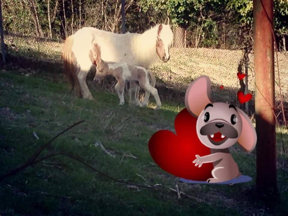 Country House Il Piancardato Collazzone Eksteriør bilde